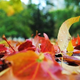 Illustration for article titled Shooting Challenge Fall Leaves Gallery 4